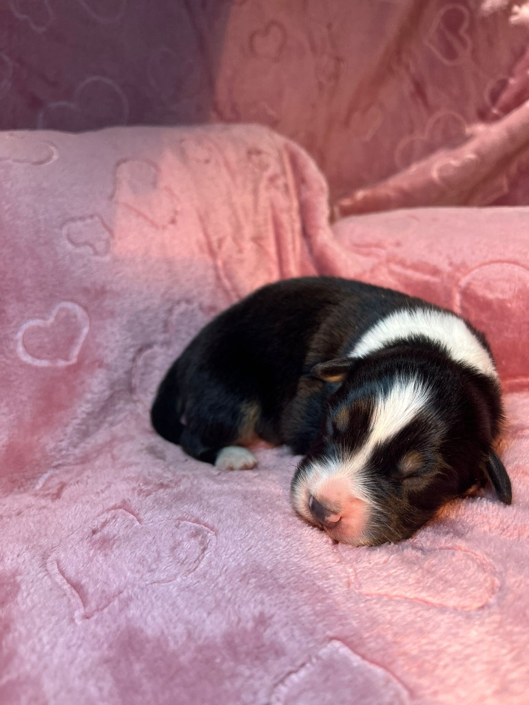 Du rivage des mille etangs - Chiots disponibles - Berger Australien