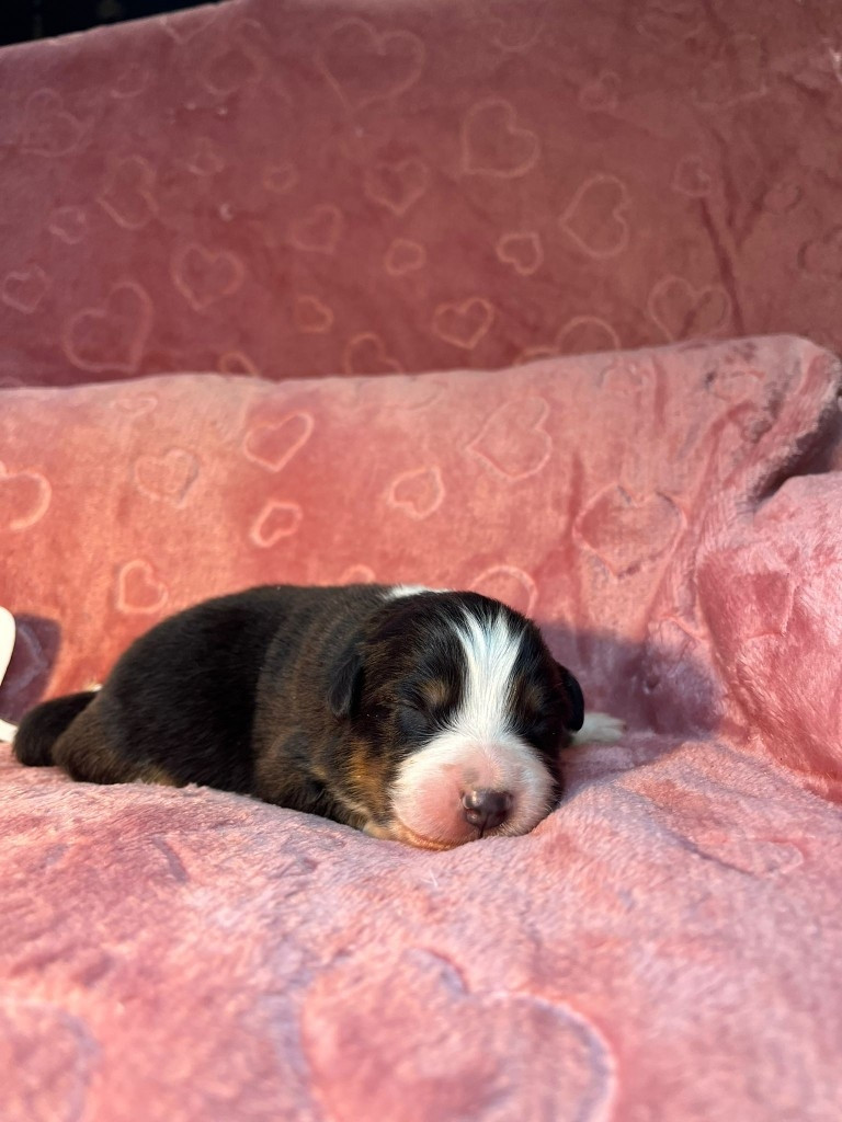 Du rivage des mille etangs - Chiots disponibles - Berger Australien