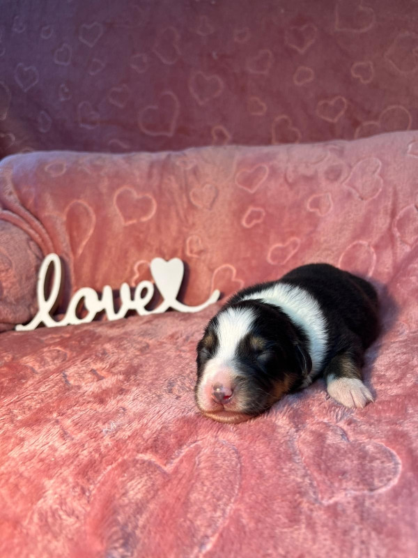 Du rivage des mille etangs - Chiots disponibles - Berger Australien