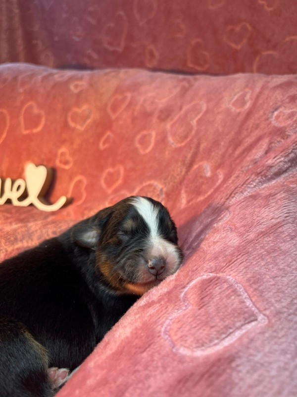 Du rivage des mille etangs - Chiots disponibles - Berger Australien