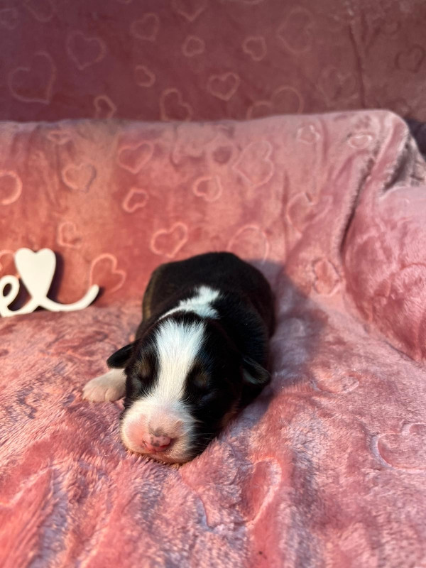 Du rivage des mille etangs - Chiots disponibles - Berger Australien