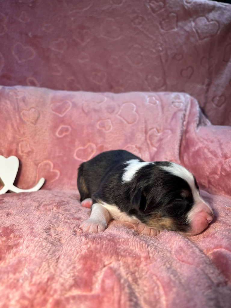 Du rivage des mille etangs - Chiots disponibles - Berger Australien