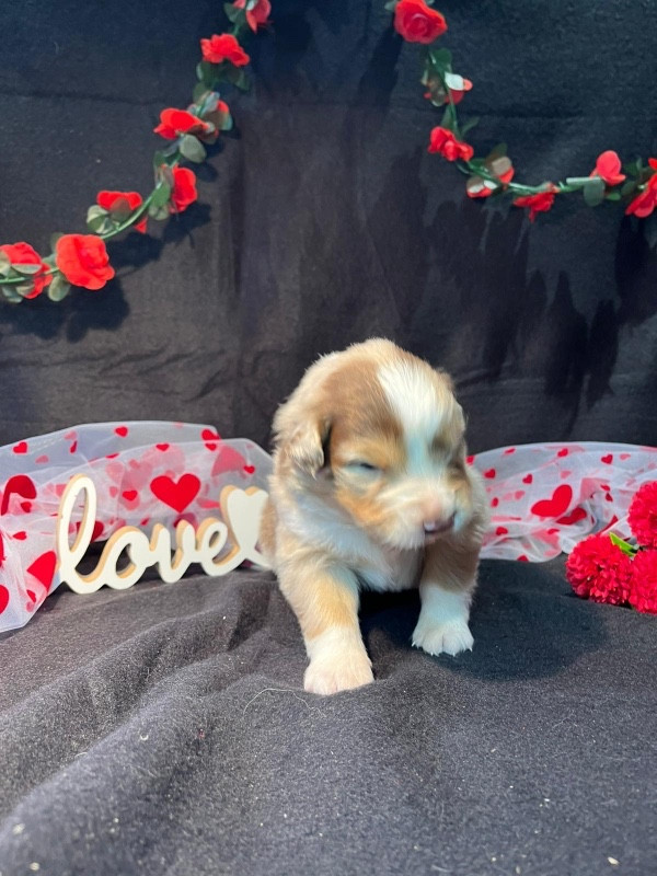 Du rivage des mille etangs - Chiots disponibles - Berger Australien