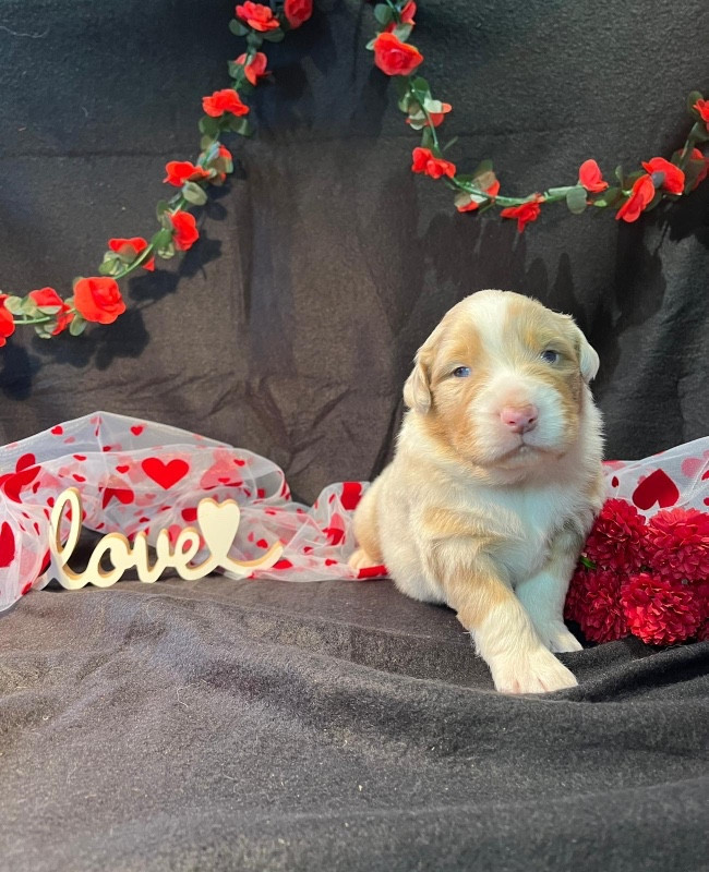 Du rivage des mille etangs - Chiots disponibles - Berger Australien