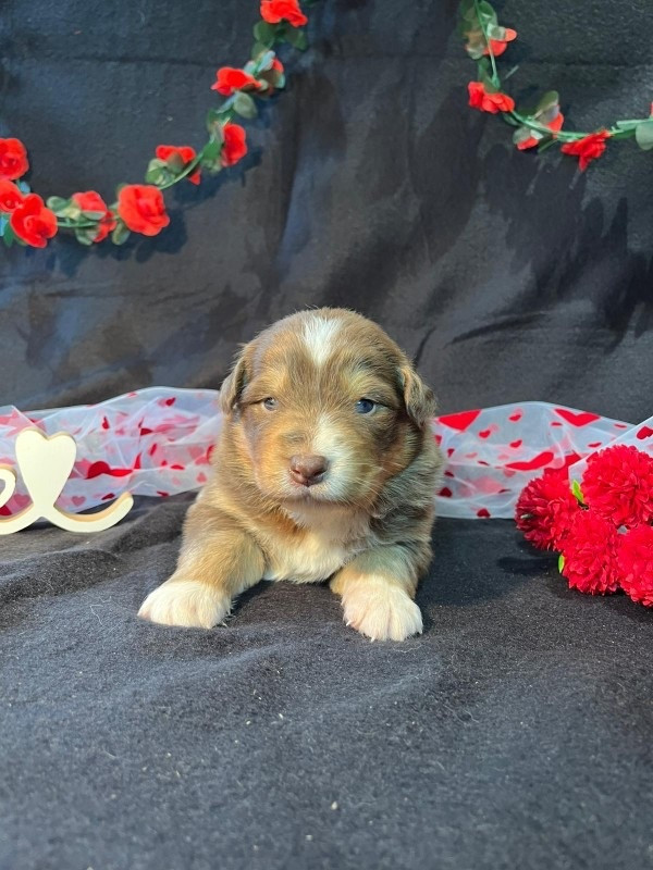 Du rivage des mille etangs - Chiots disponibles - Berger Australien