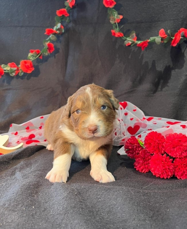 Du rivage des mille etangs - Chiots disponibles - Berger Australien