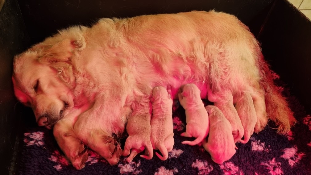 Du rivage des mille etangs - Chiots disponibles - Golden Retriever