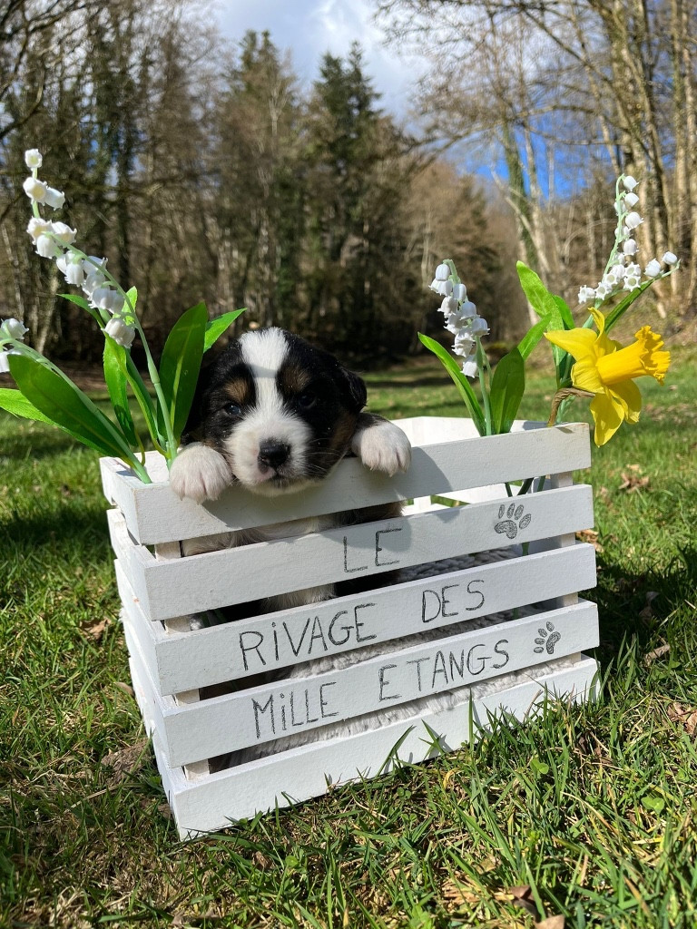 Du rivage des mille etangs - Chiots disponibles - Berger Australien