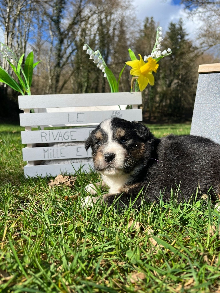 Du rivage des mille etangs - Chiots disponibles - Berger Australien