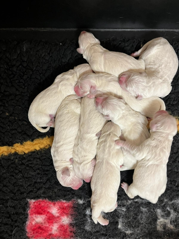 Du rivage des mille etangs - Chiots disponibles - Golden Retriever