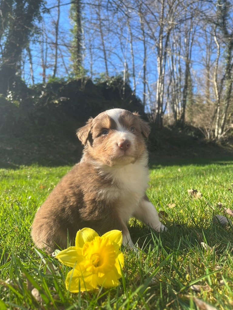 Du rivage des mille etangs - Chiots disponibles - Berger Australien