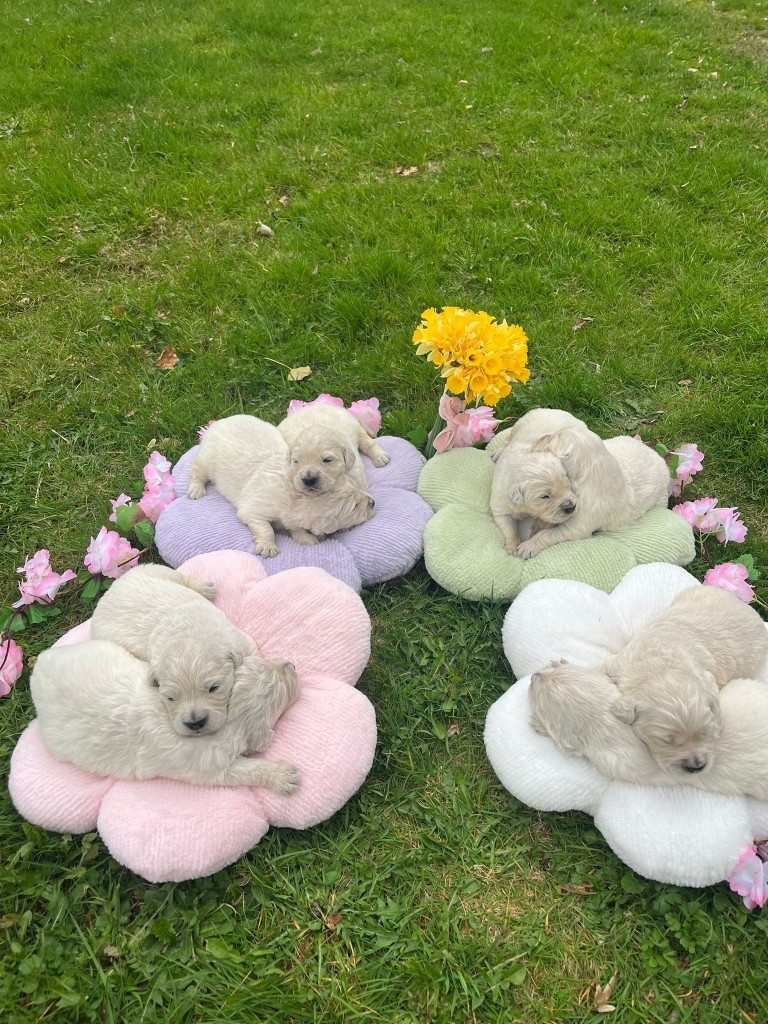 Du rivage des mille etangs - Chiots disponibles - Golden Retriever