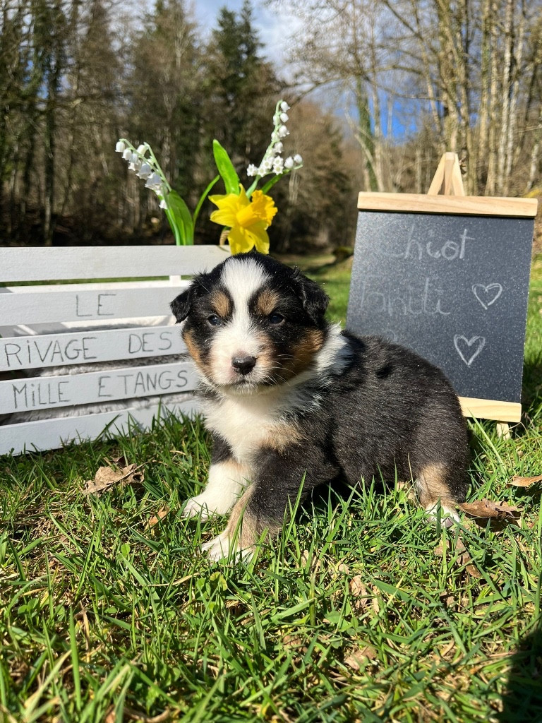 Du rivage des mille etangs - Chiots disponibles - Berger Australien