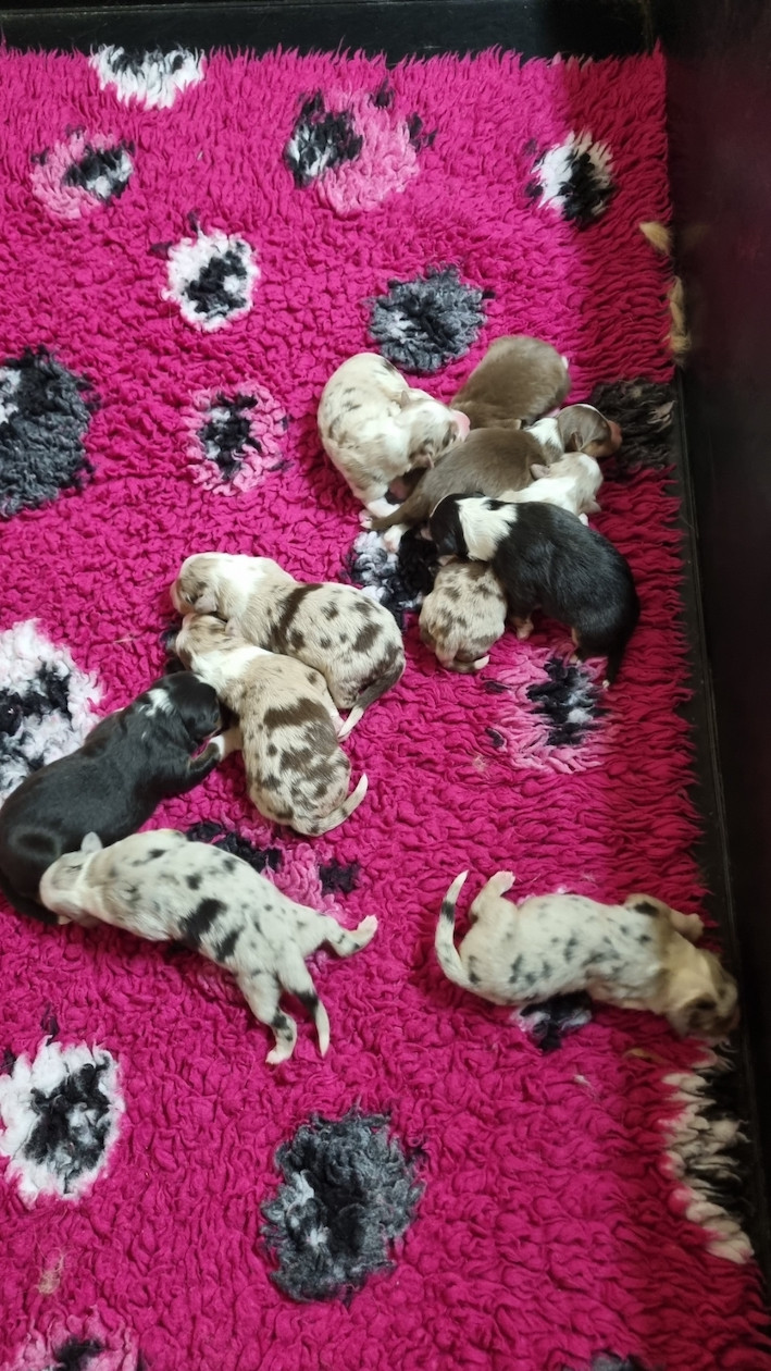 Du rivage des mille etangs - Chiots disponibles - Berger Australien