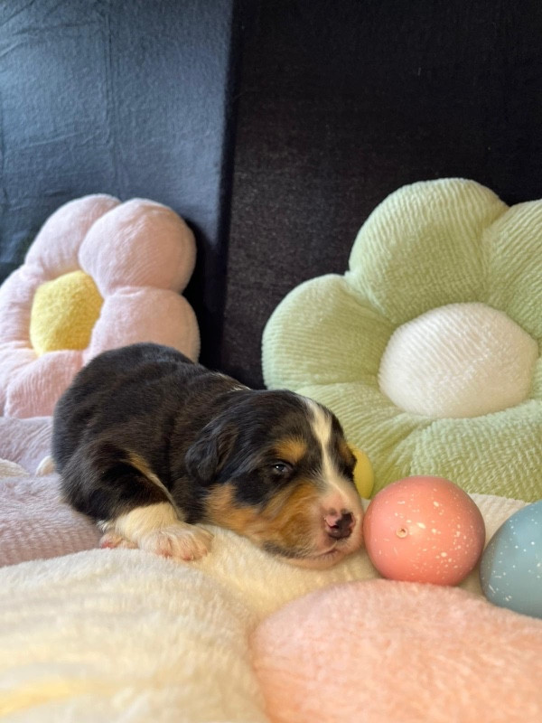 Du rivage des mille etangs - Chiots disponibles - Berger Australien