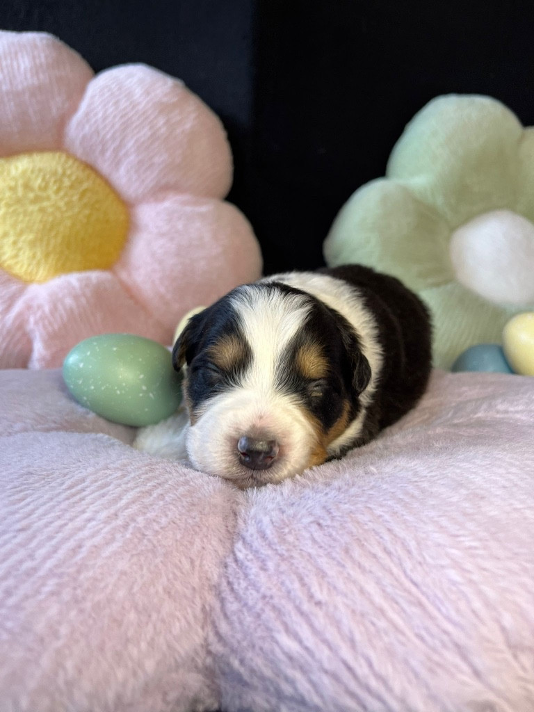 Du rivage des mille etangs - Chiots disponibles - Berger Australien