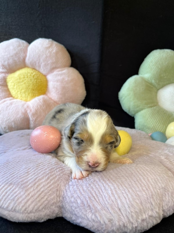 Du rivage des mille etangs - Chiots disponibles - Berger Australien