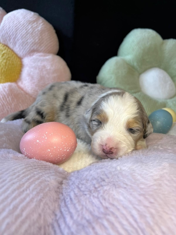 Du rivage des mille etangs - Chiots disponibles - Berger Australien