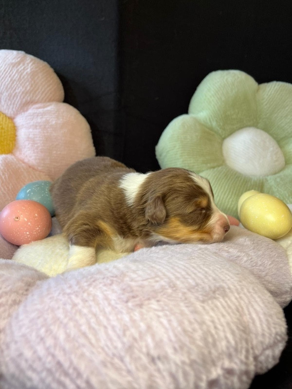 Du rivage des mille etangs - Chiots disponibles - Berger Australien