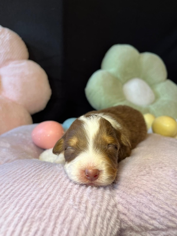 Du rivage des mille etangs - Chiots disponibles - Berger Australien