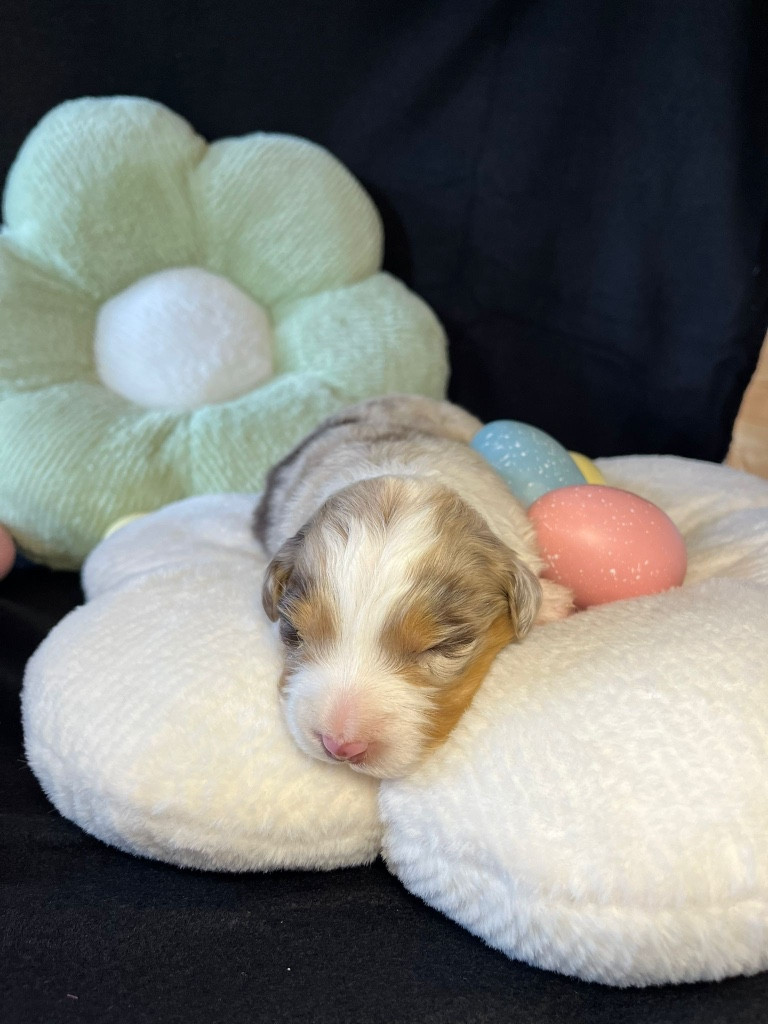 Du rivage des mille etangs - Chiots disponibles - Berger Australien