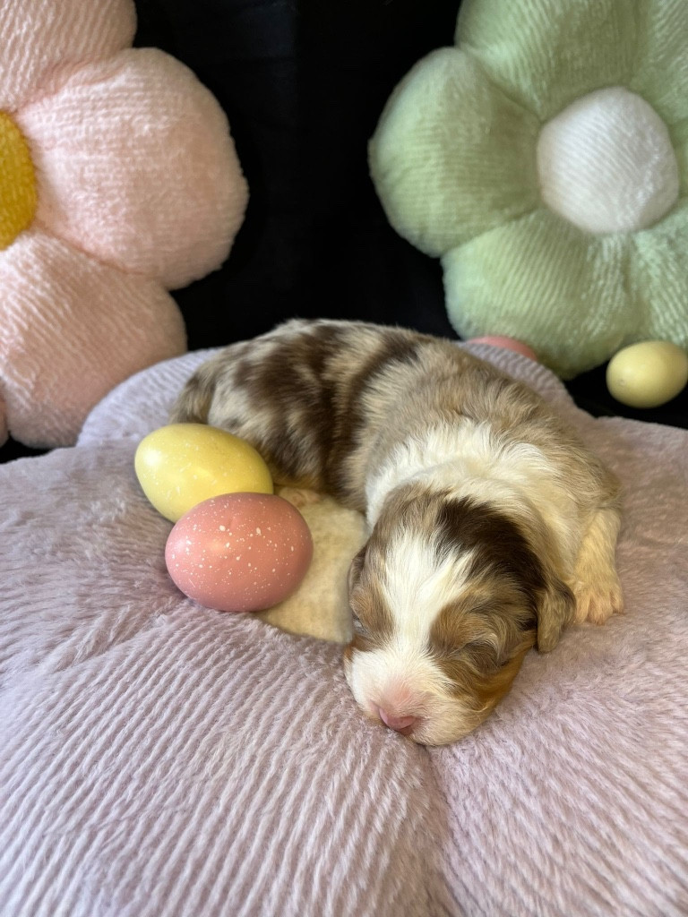 Du rivage des mille etangs - Chiots disponibles - Berger Australien