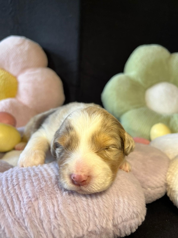 Du rivage des mille etangs - Chiots disponibles - Berger Australien