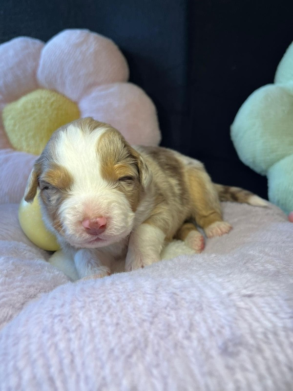 Du rivage des mille etangs - Chiots disponibles - Berger Australien