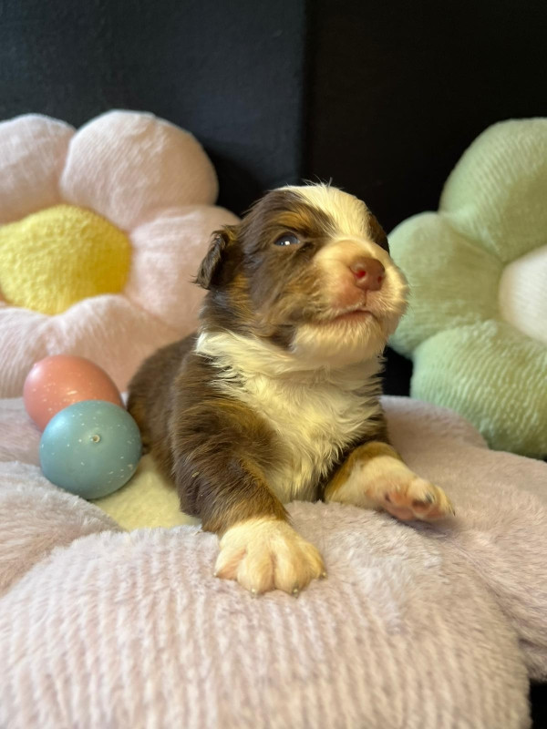 Du rivage des mille etangs - Chiots disponibles - Berger Australien