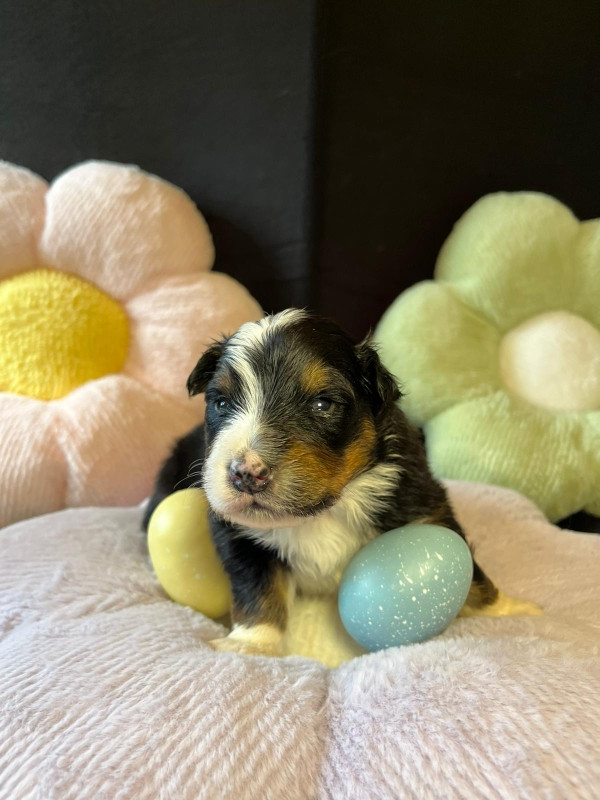 Du rivage des mille etangs - Chiots disponibles - Berger Australien