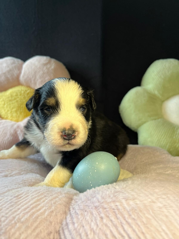 Du rivage des mille etangs - Chiots disponibles - Berger Australien