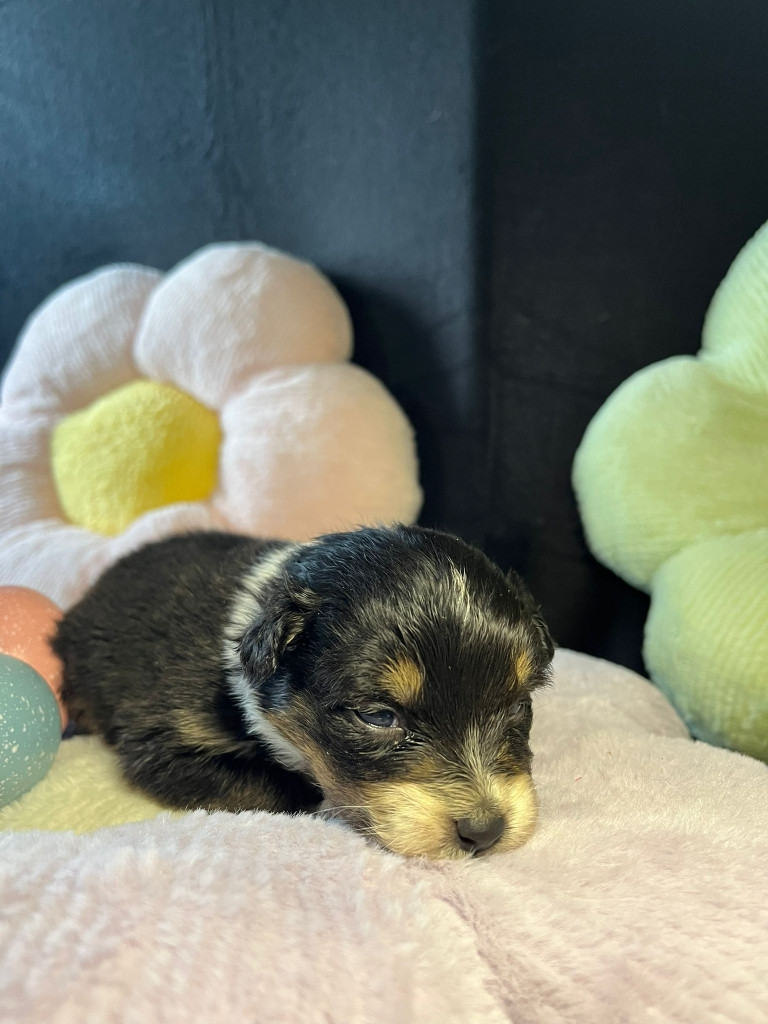 Du rivage des mille etangs - Chiots disponibles - Berger Australien