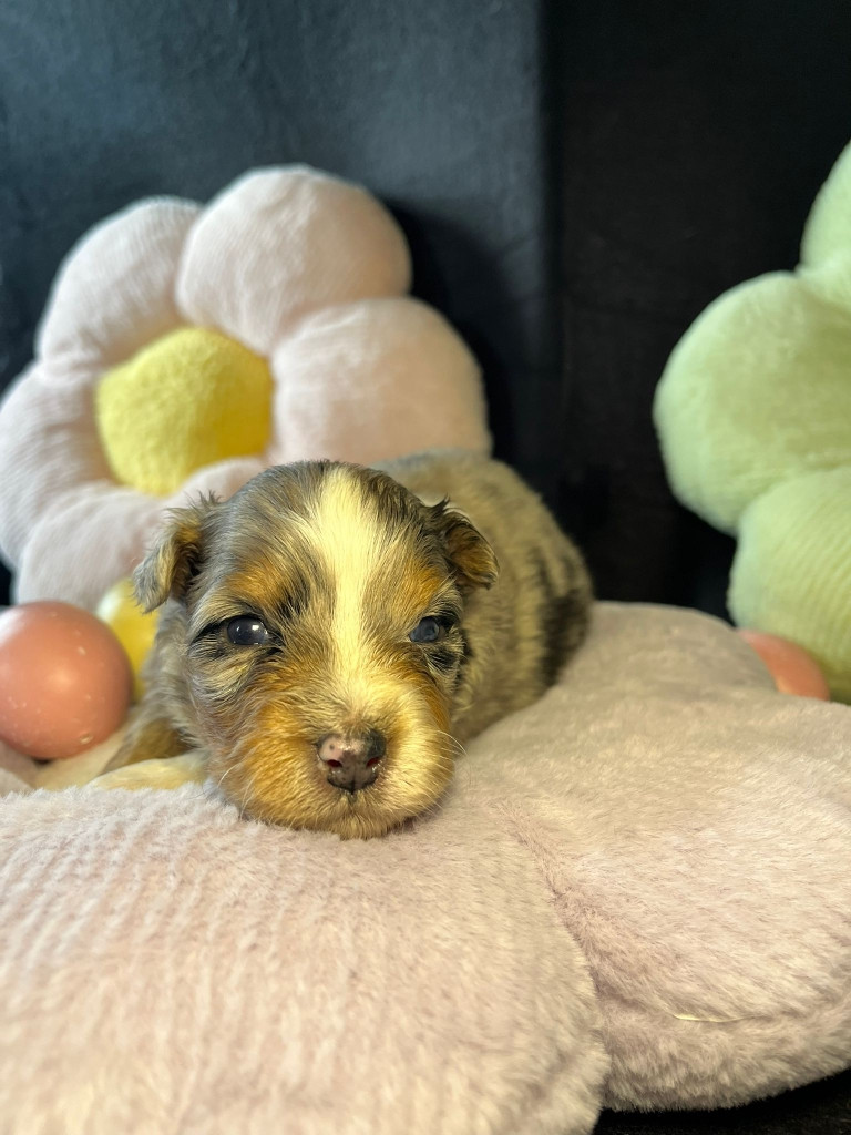 Du rivage des mille etangs - Chiots disponibles - Berger Australien