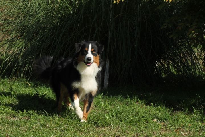 Chiot Berger Australien Du rivage des mille etangs