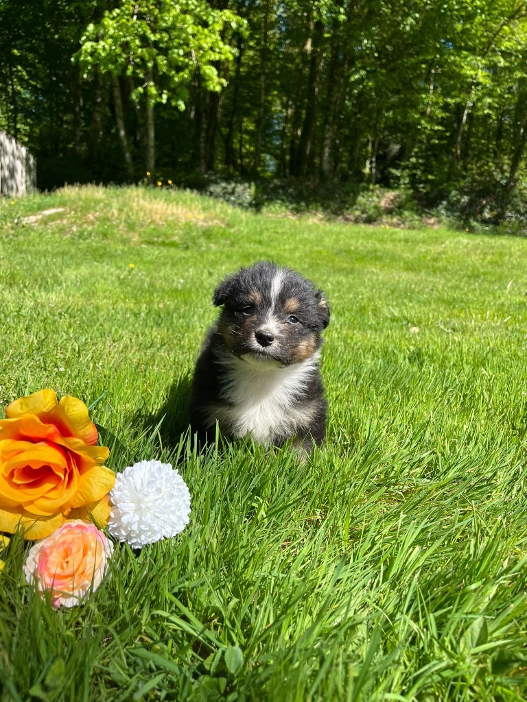 Du rivage des mille etangs - Chiots disponibles - Berger Australien