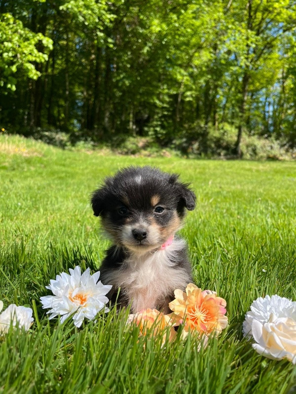 Du rivage des mille etangs - Chiots disponibles - Berger Australien