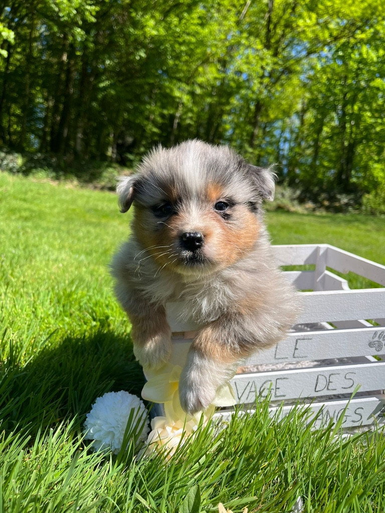 Du rivage des mille etangs - Chiots disponibles - Berger Australien