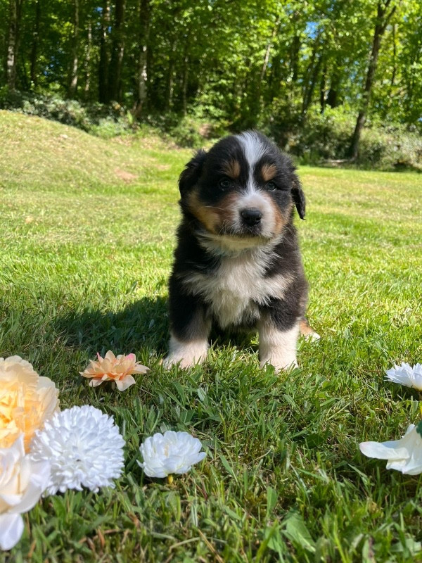 Du rivage des mille etangs - Chiots disponibles - Berger Australien