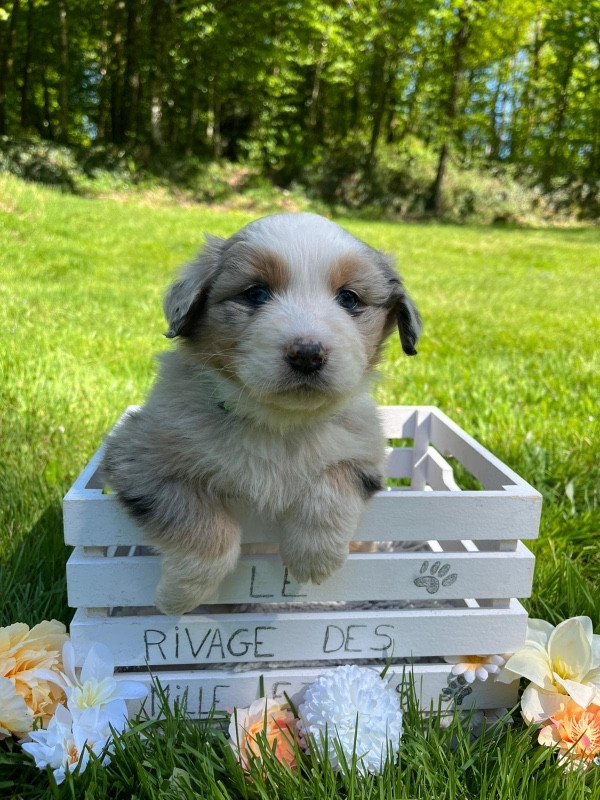 Du rivage des mille etangs - Chiots disponibles - Berger Australien