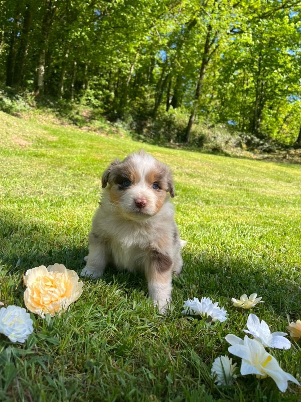 Du rivage des mille etangs - Chiots disponibles - Berger Australien