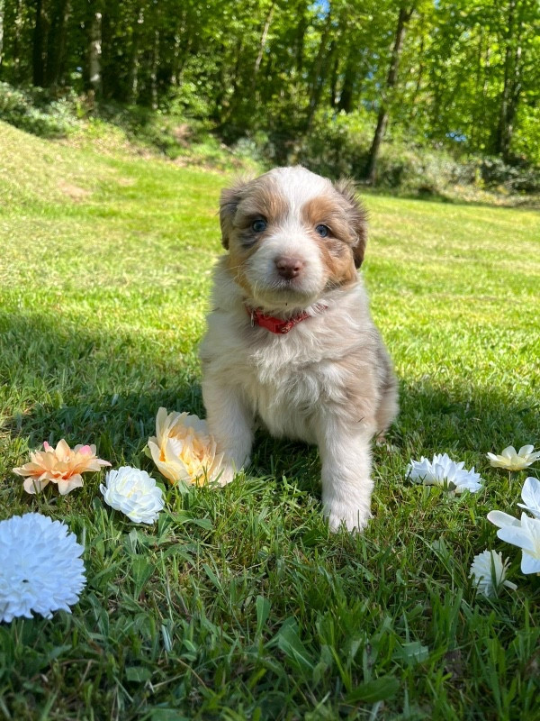 Du rivage des mille etangs - Chiots disponibles - Berger Australien