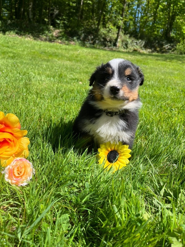 Du rivage des mille etangs - Chiots disponibles - Berger Australien