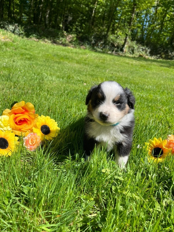 Du rivage des mille etangs - Chiots disponibles - Berger Australien