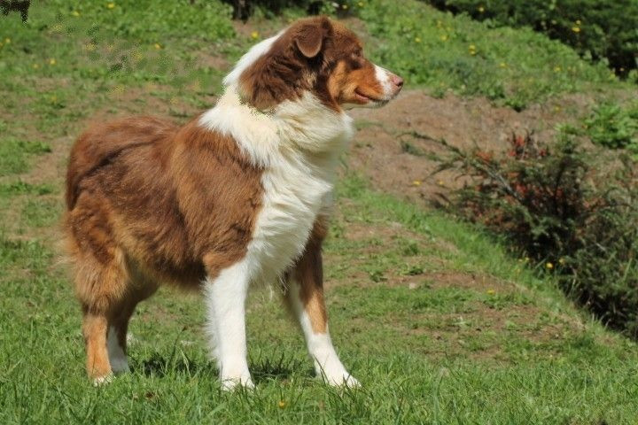 Chiot Berger Australien Du rivage des mille etangs