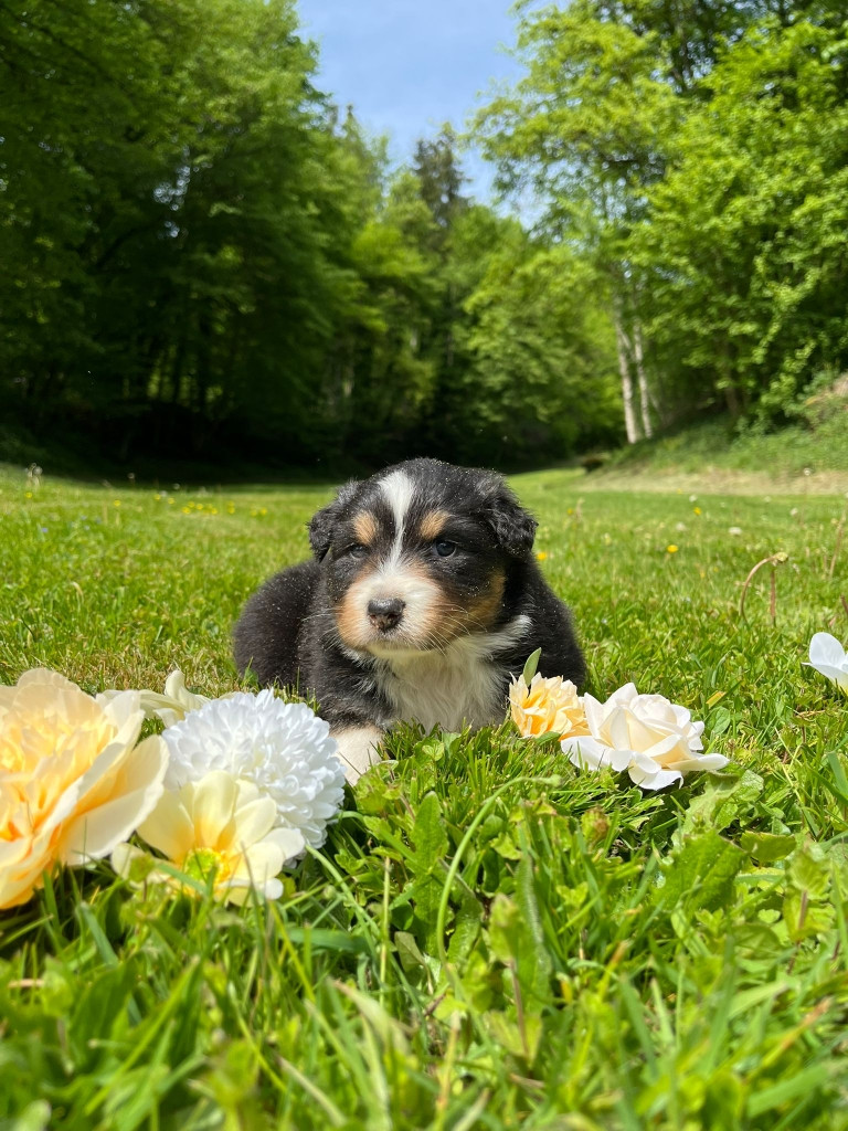 Du rivage des mille etangs - Chiots disponibles - Berger Australien
