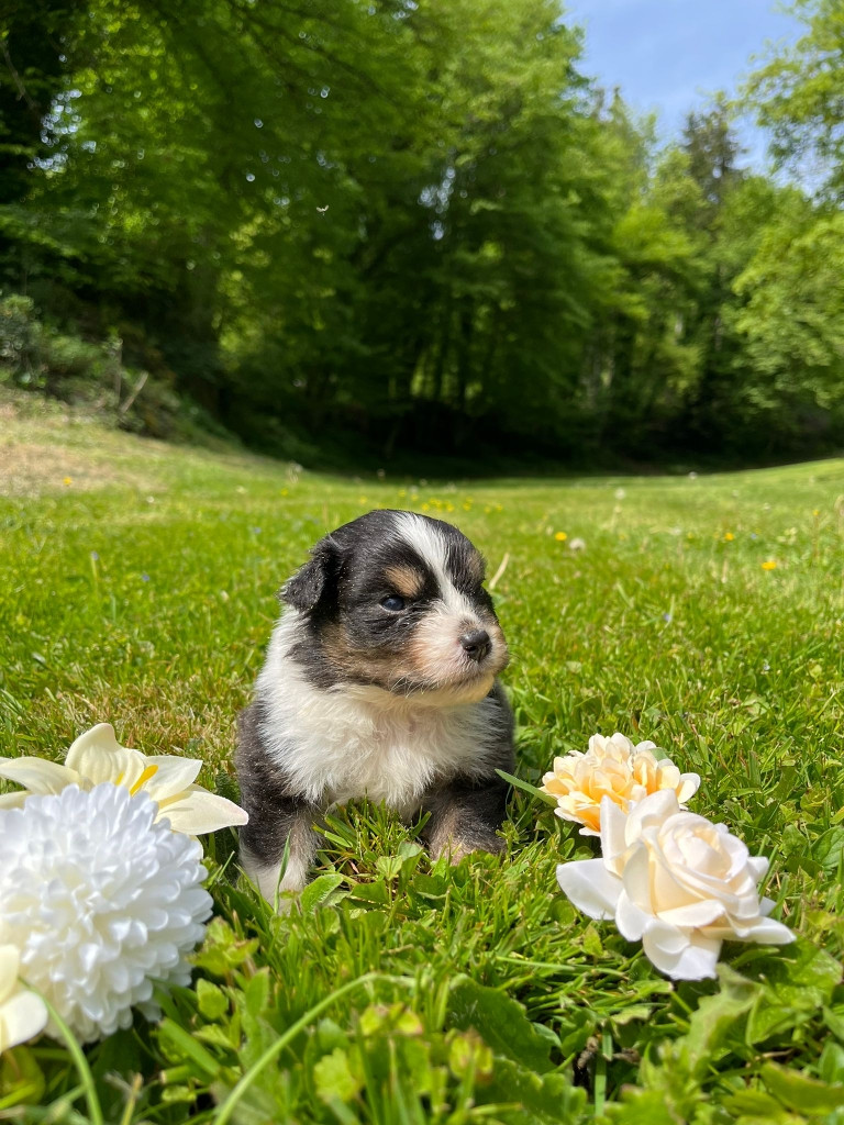 Du rivage des mille etangs - Chiots disponibles - Berger Australien