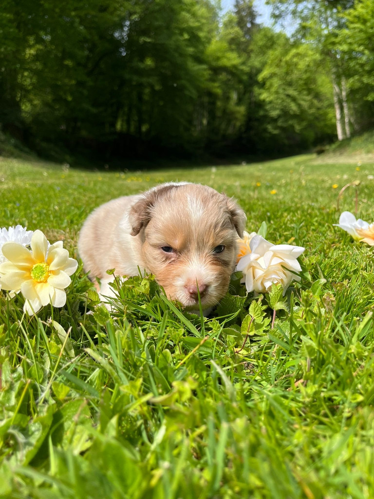 Du rivage des mille etangs - Chiots disponibles - Berger Australien