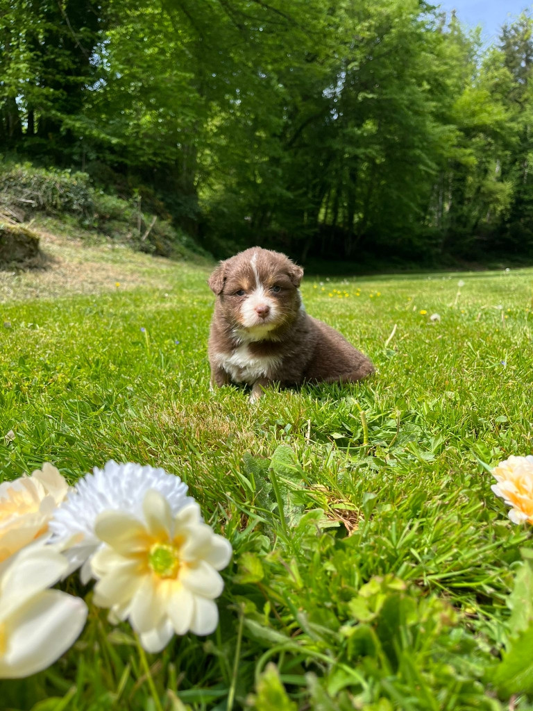 Du rivage des mille etangs - Chiots disponibles - Berger Australien