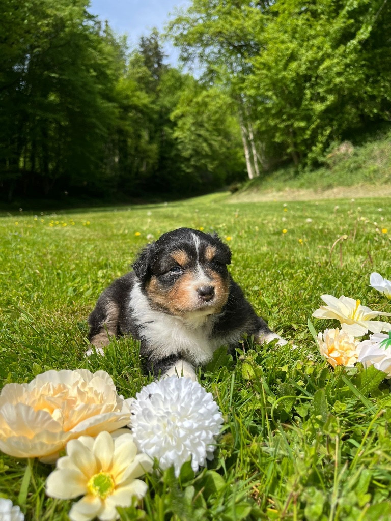 Du rivage des mille etangs - Chiots disponibles - Berger Australien