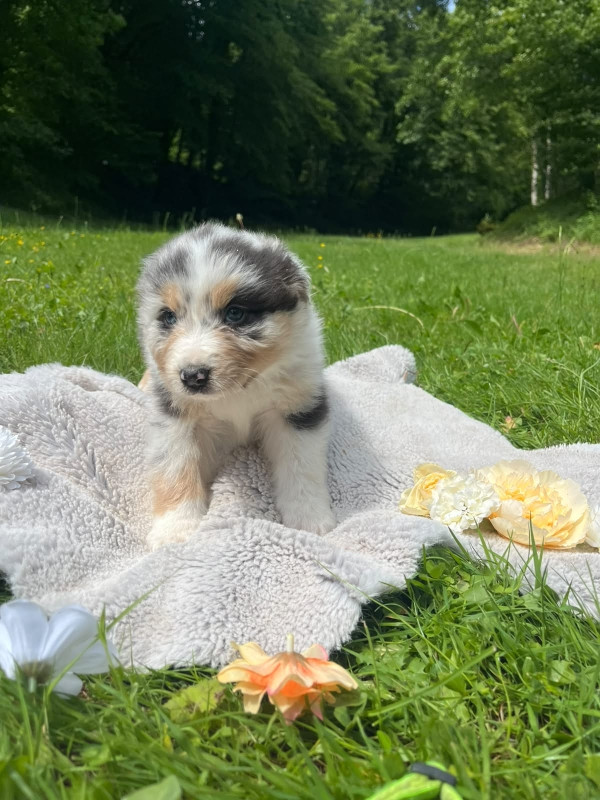 Du rivage des mille etangs - Chiots disponibles - Berger Australien